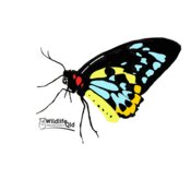 birdwingbutterfly